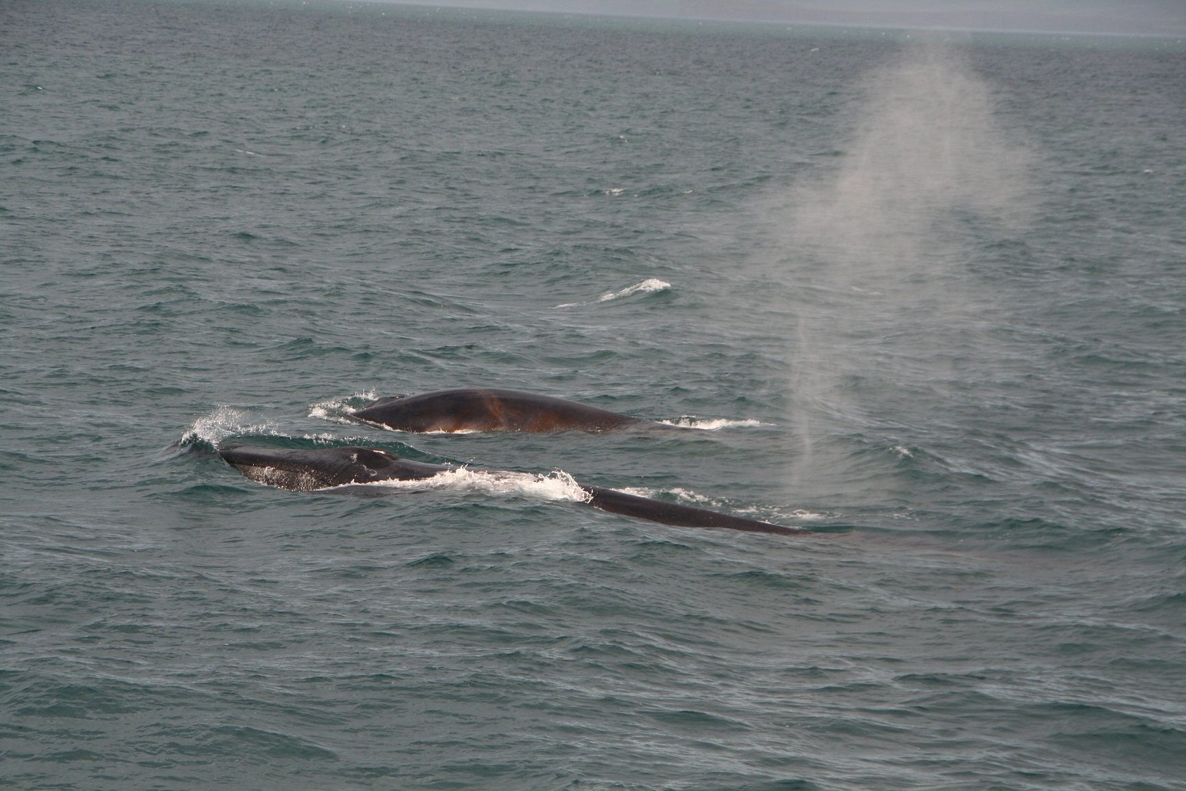 ANSO Fin Whale 1.1