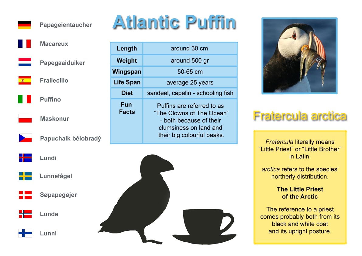 Puffin 1.1