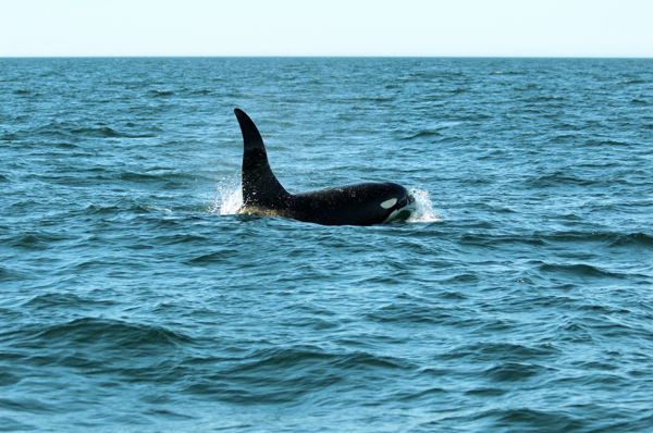 SG Orca 2