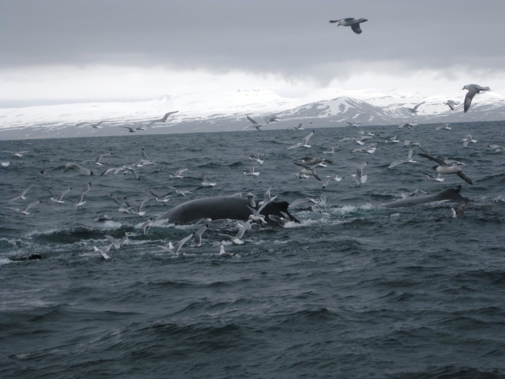 Thröstur Humpback 1