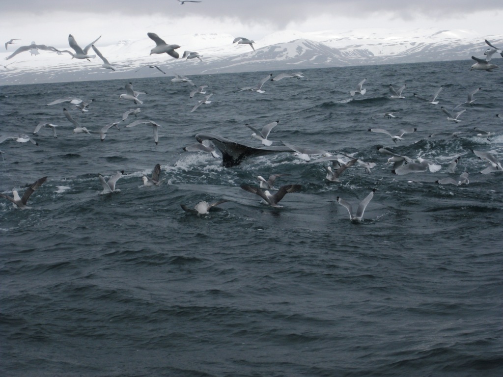 Throstur Humpback 2