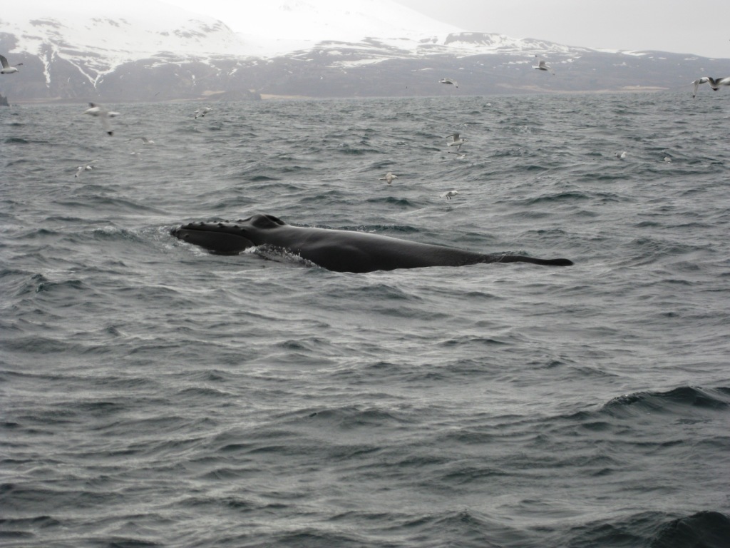 Throstur Humpback 3