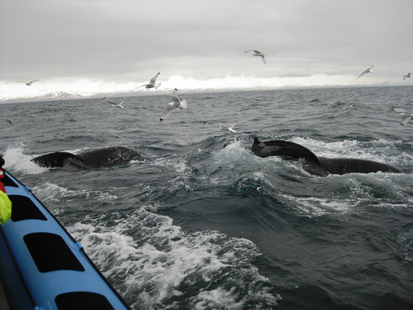 Throstur Humpback 4 smaller