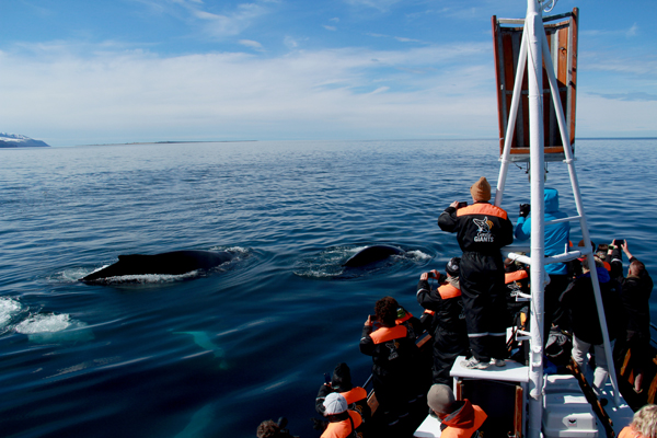 Thordis humpback 1.1