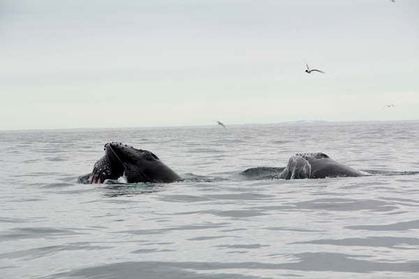 Thordis humpback 1.2
