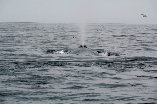 Thordis humpback 1.3