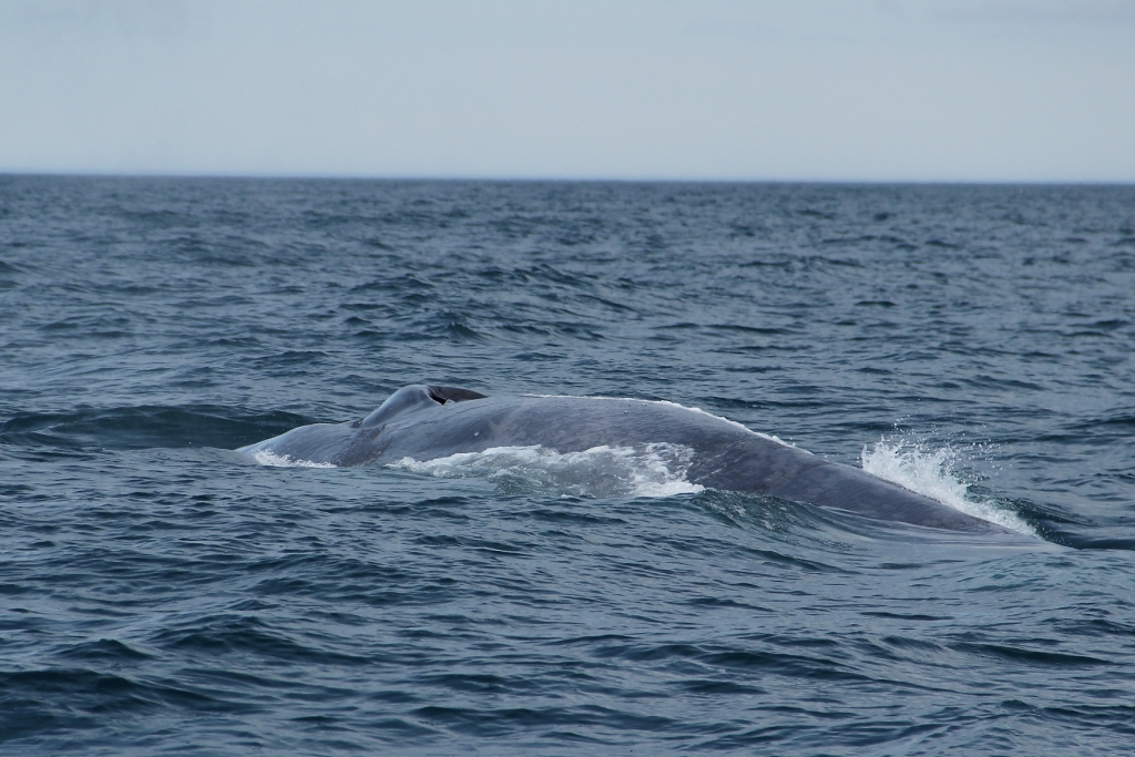 SA Blue whale 1