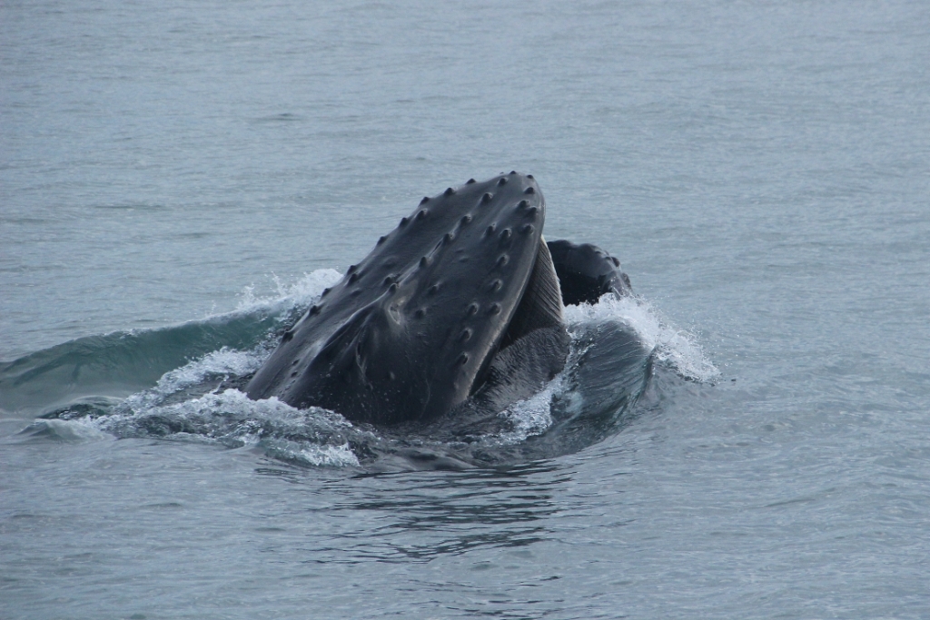 SA-feeding humpback3