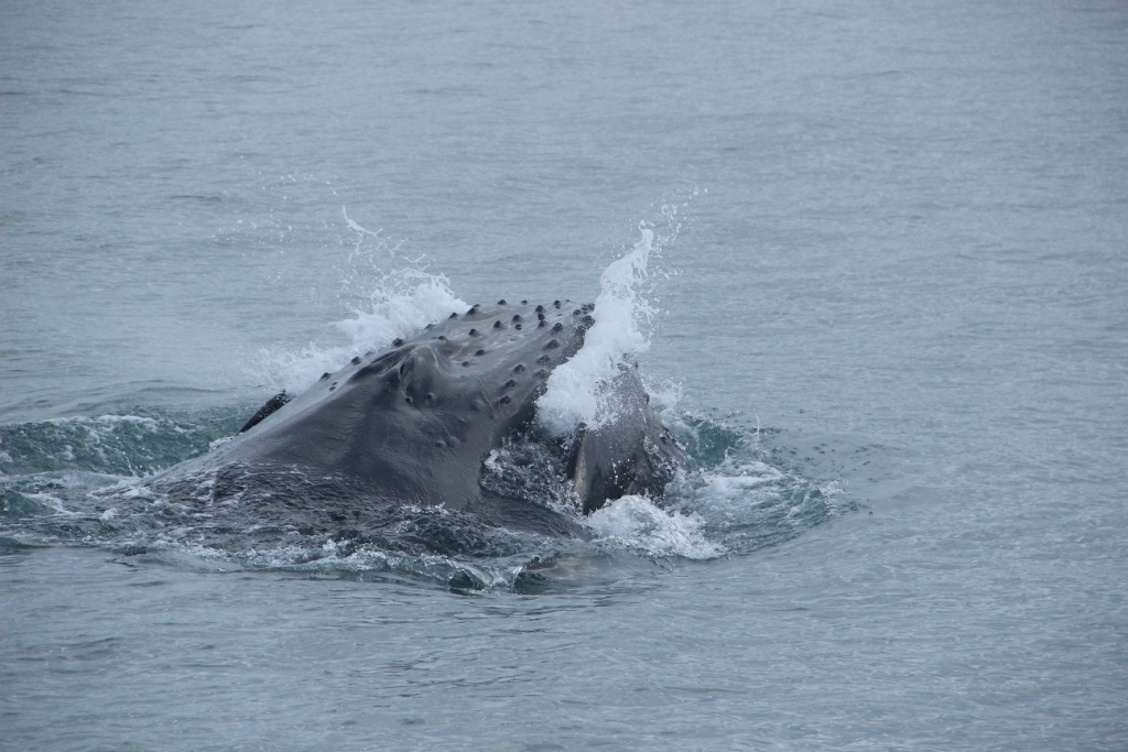 SA-feeding humpback4