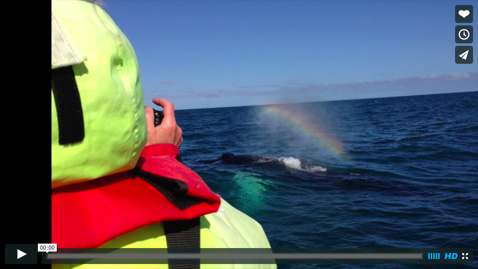 KateRiceWhaleVideo