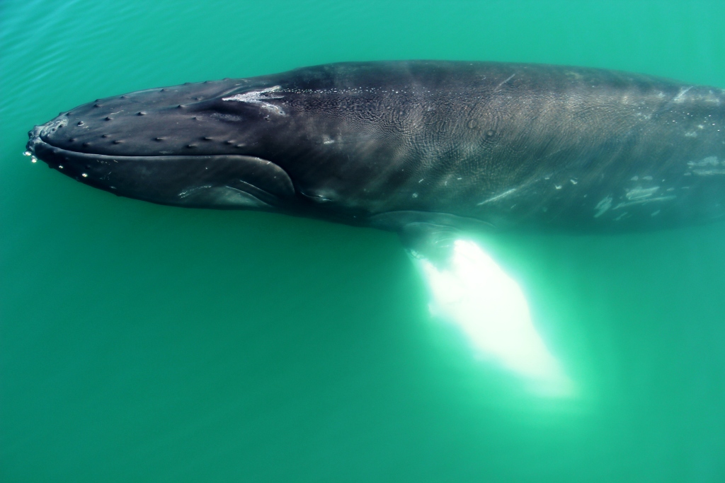 SA-whale underneath surface