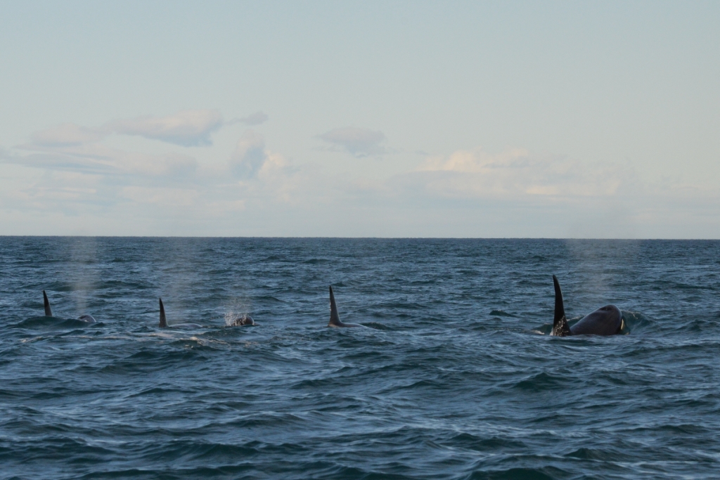 CB_SA-Orcas together