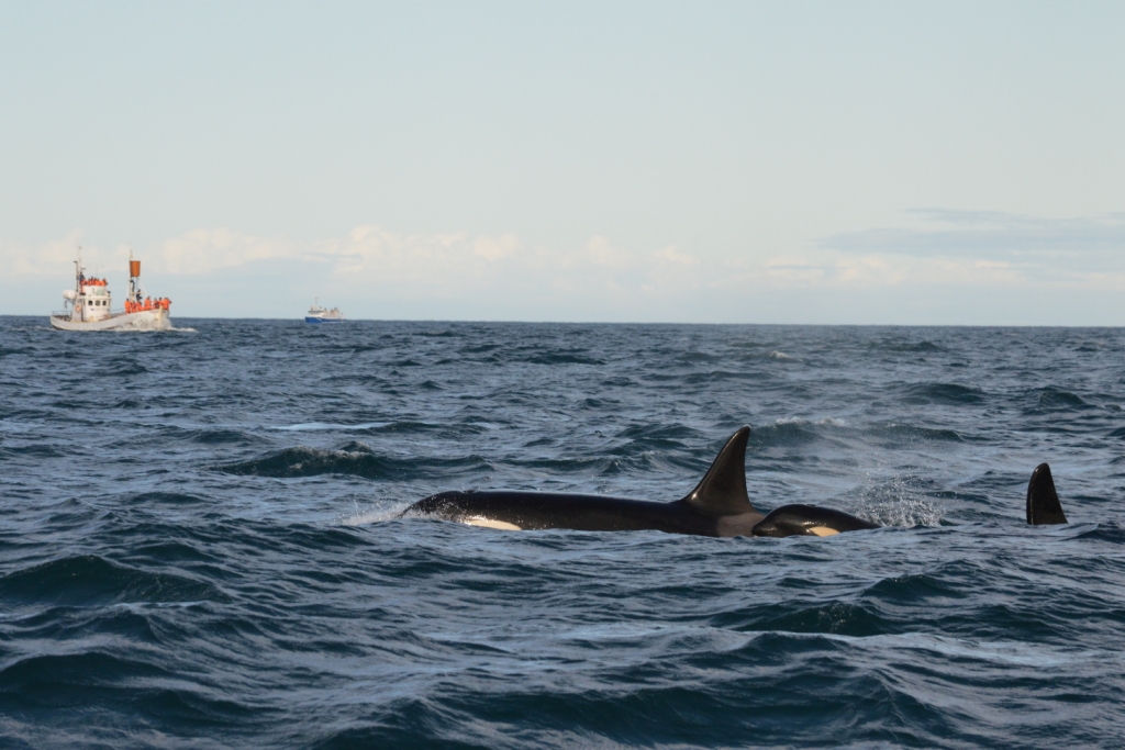 SA-Orcas - mother with calf