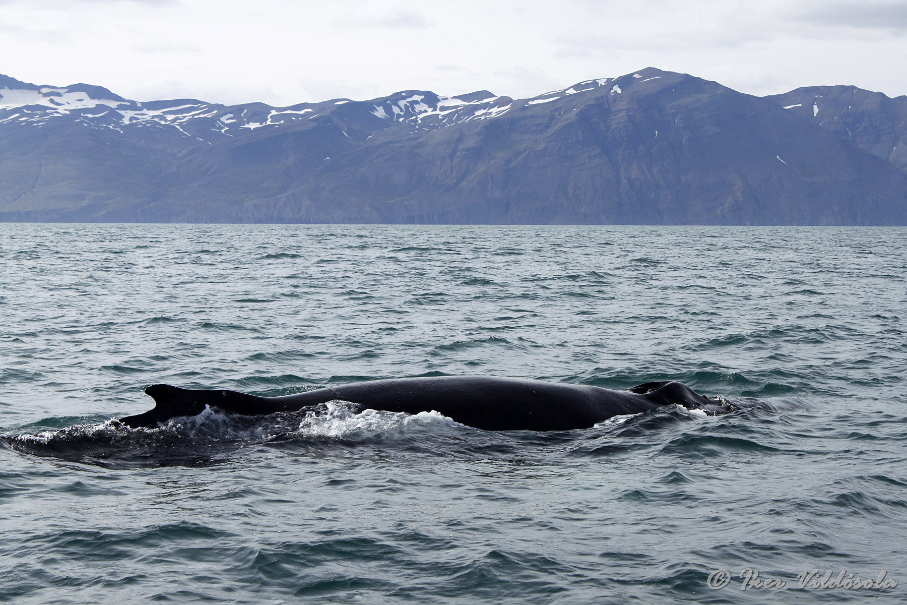 Iker-surfacing humpback