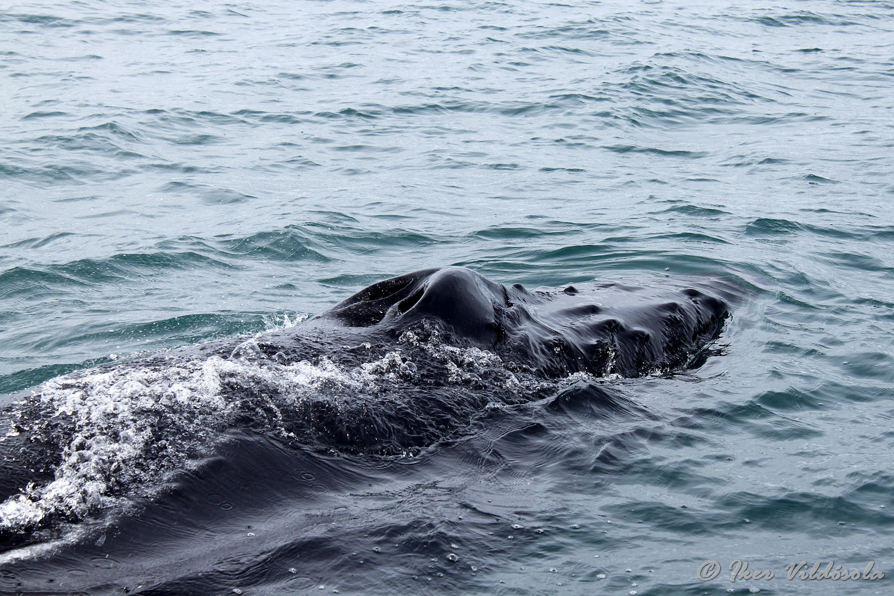 Iker - humpback close