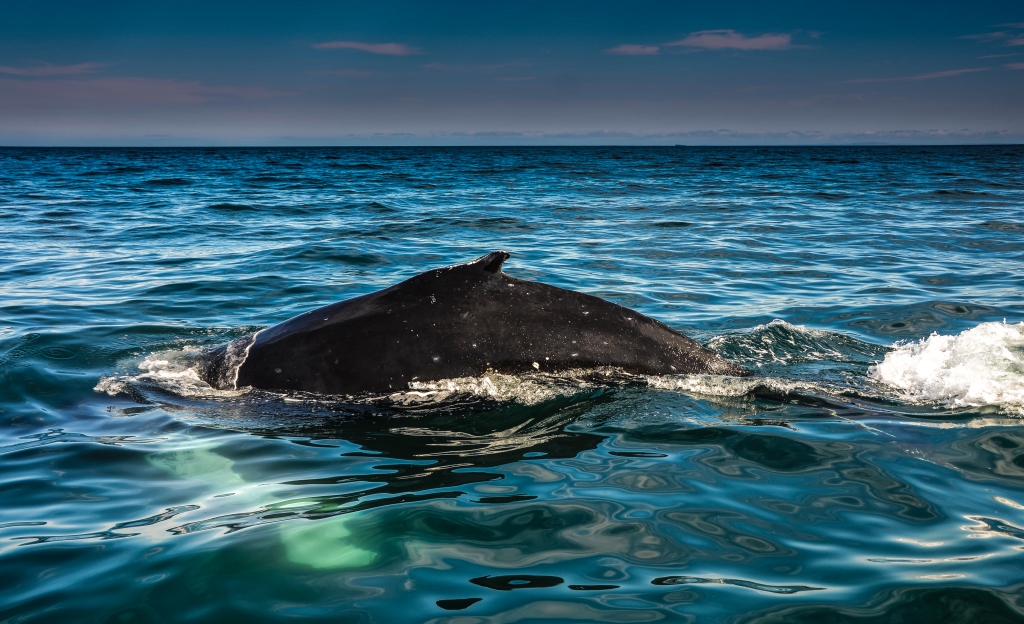 M.Stickl - Humpback