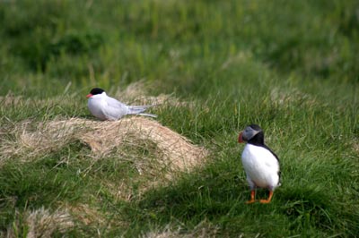 Old Puffin and Tern