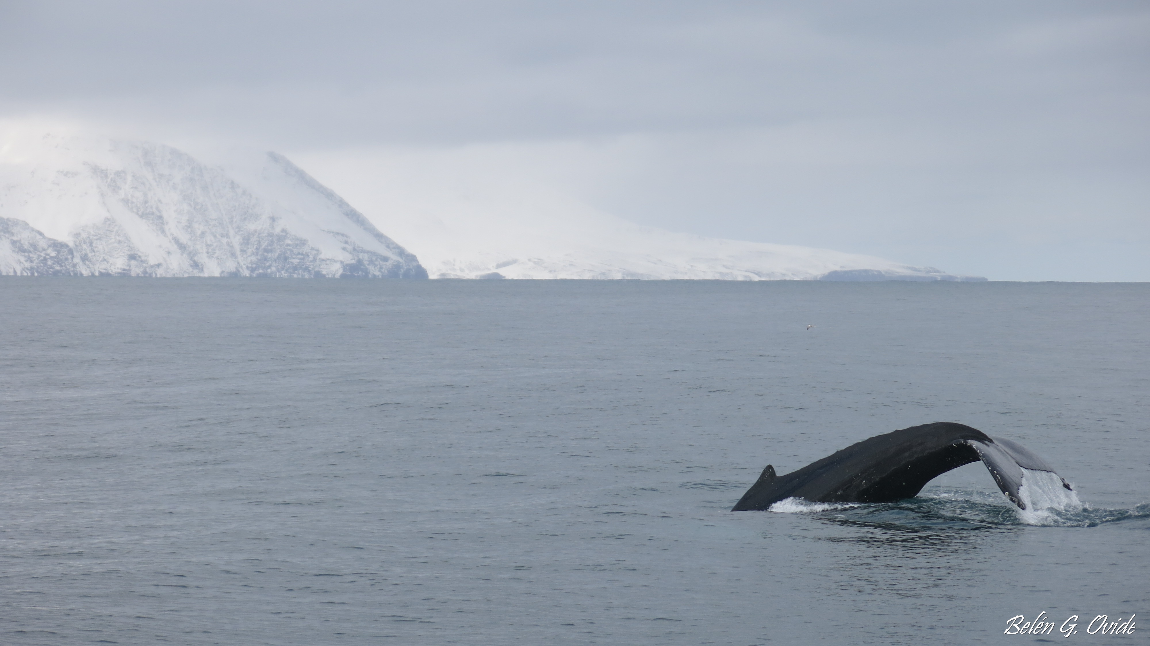 Belen_Humpback winter