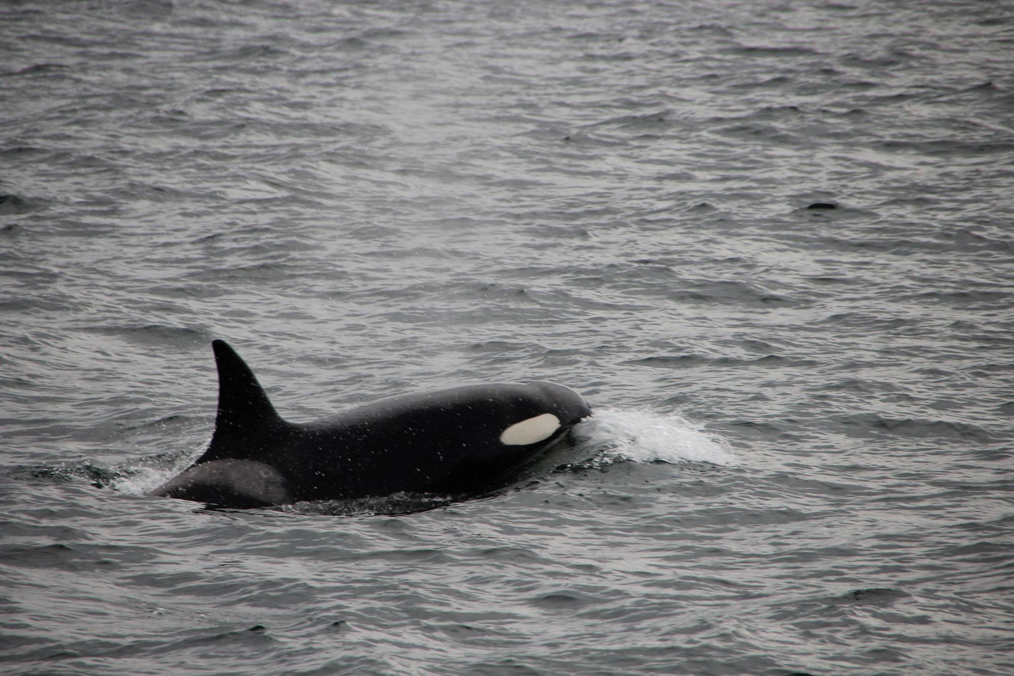 ANSO_Orca3