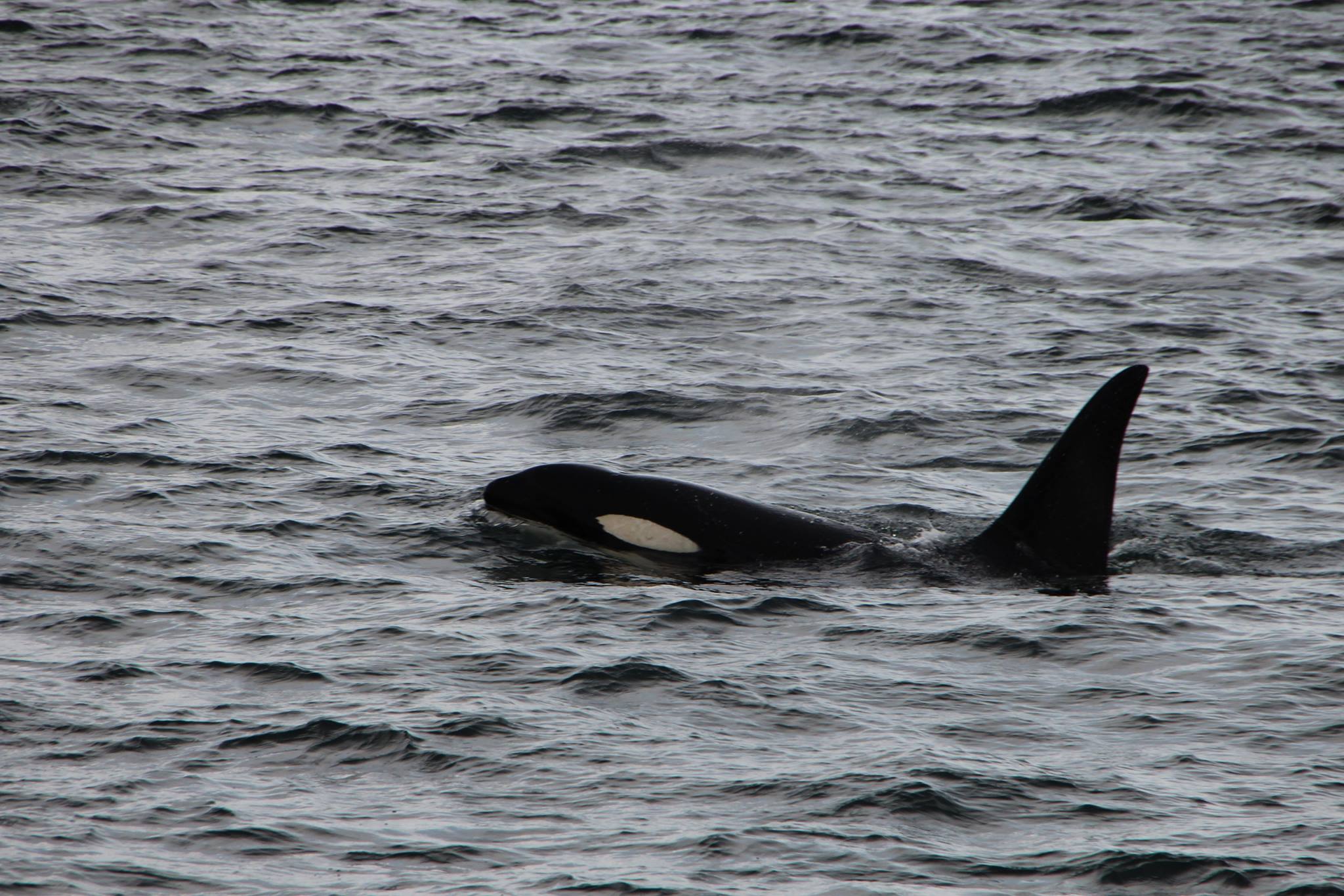 ANSO_Orca6