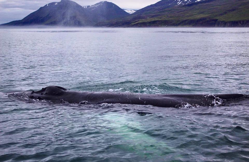 AKSEL_close whale