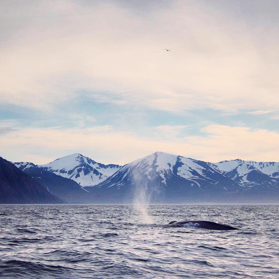 Aksel_Blue Whale