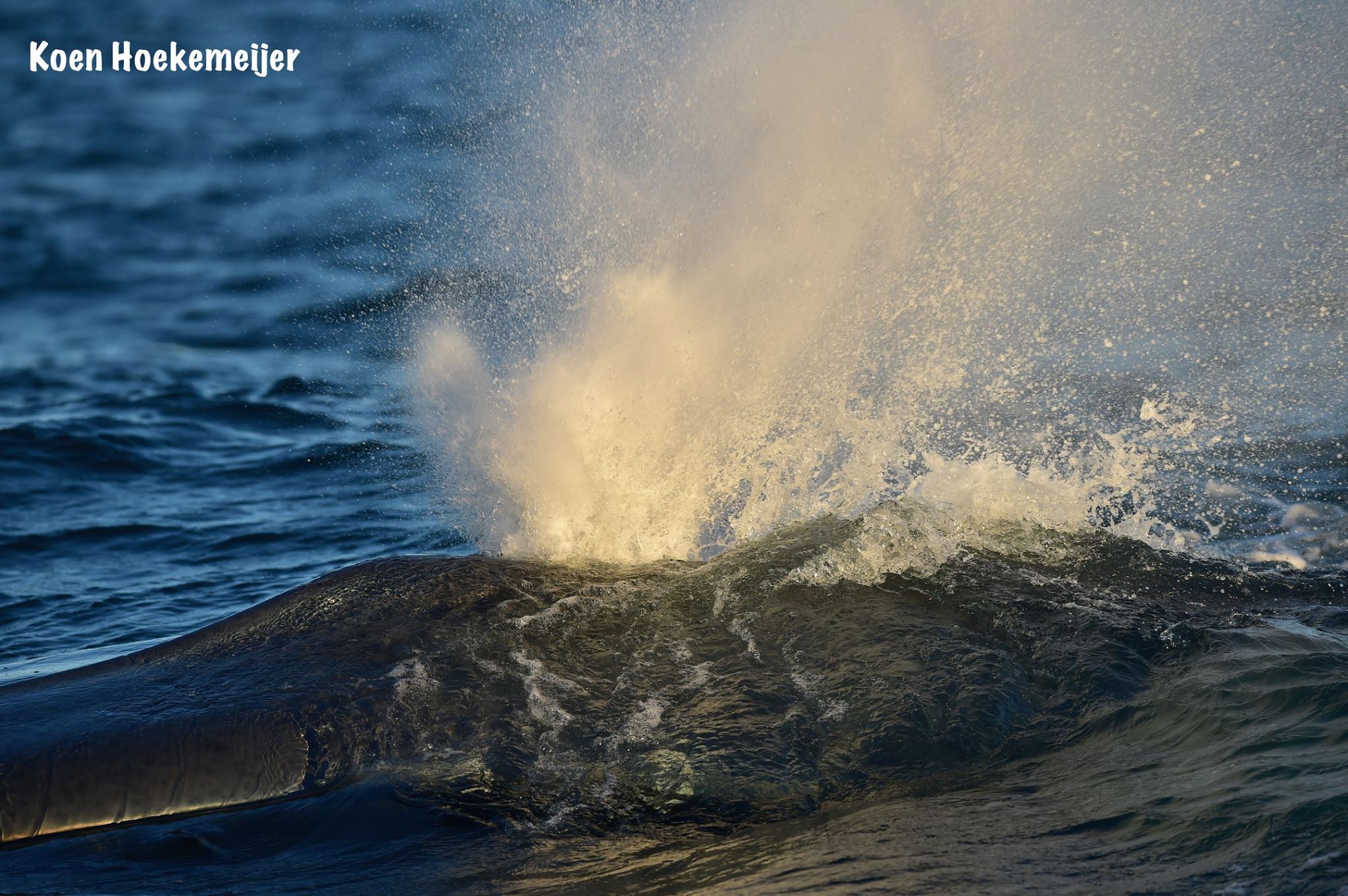 Koen_BlueWhale Blow