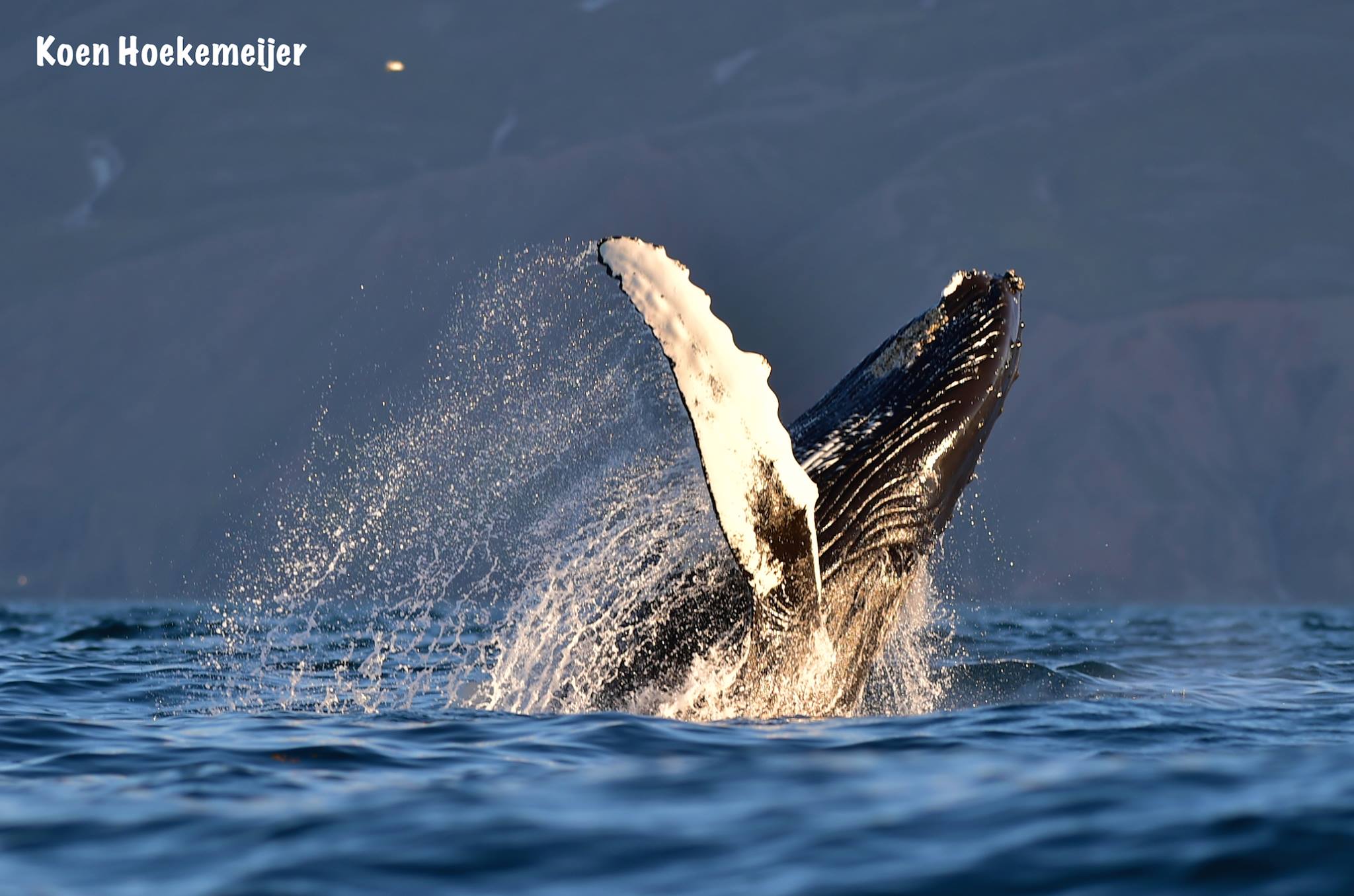 Koen_Breaching2