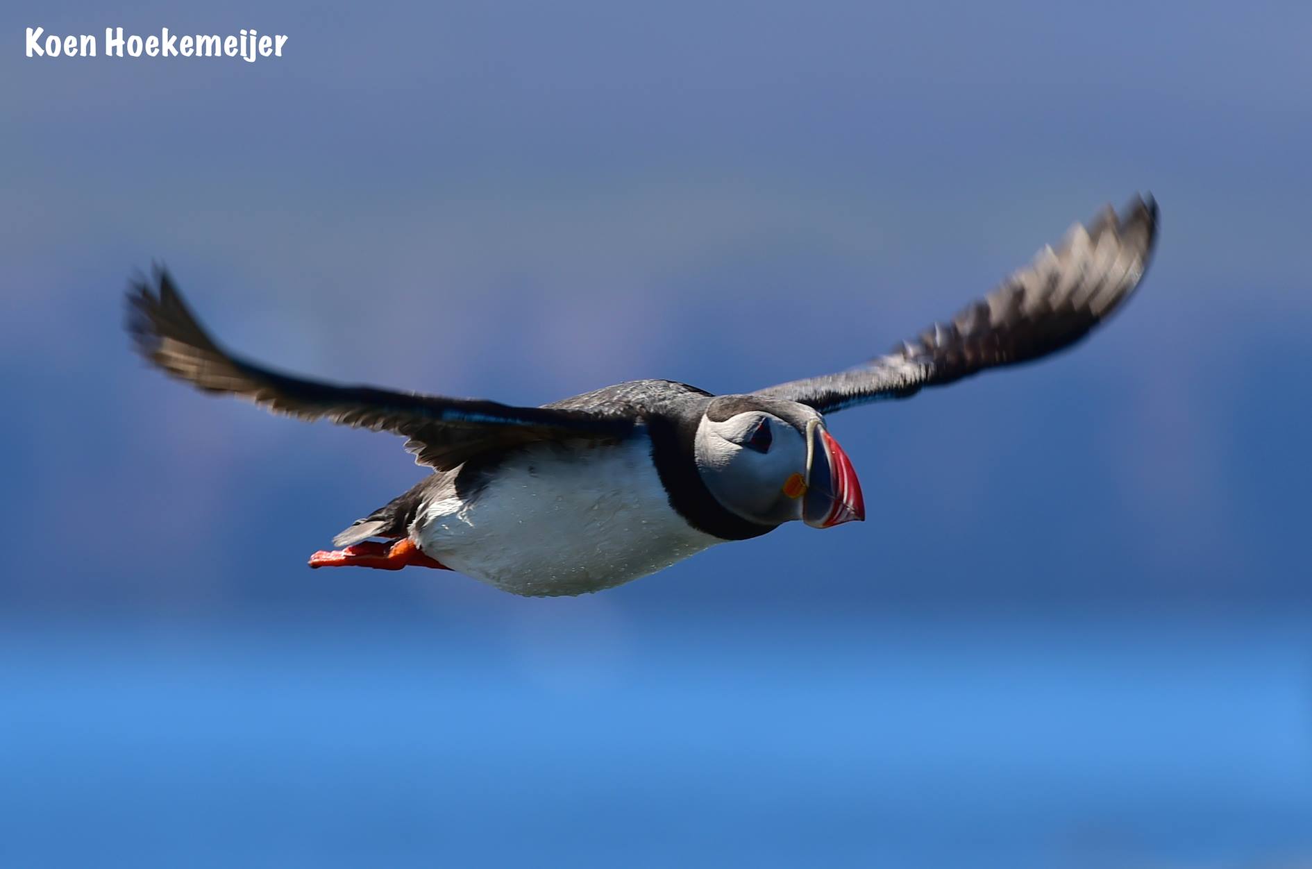 Koen_Puffin1