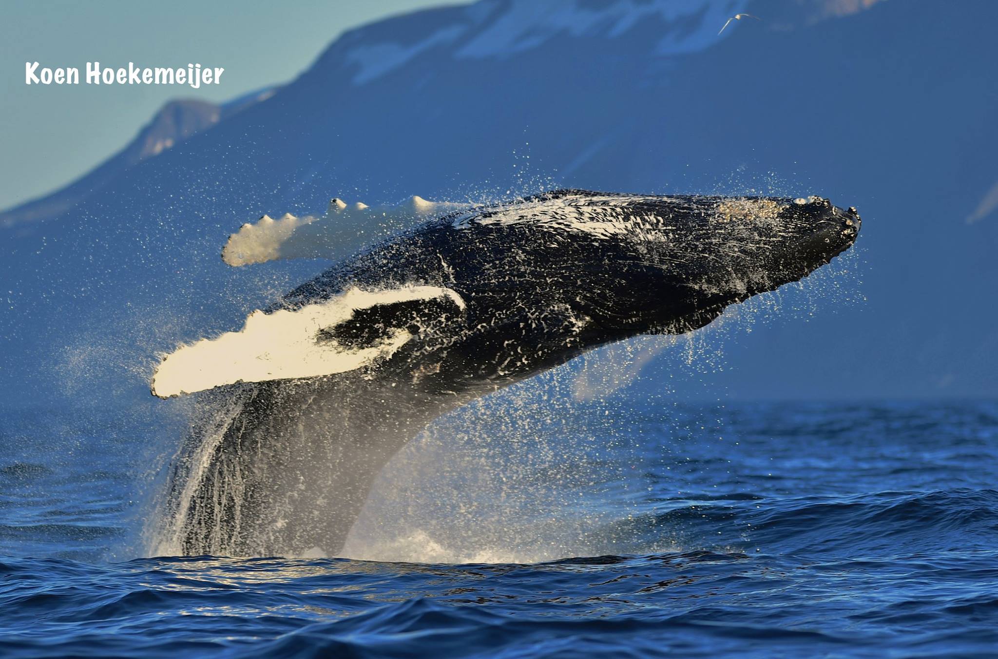 Koen_Breaching Whale