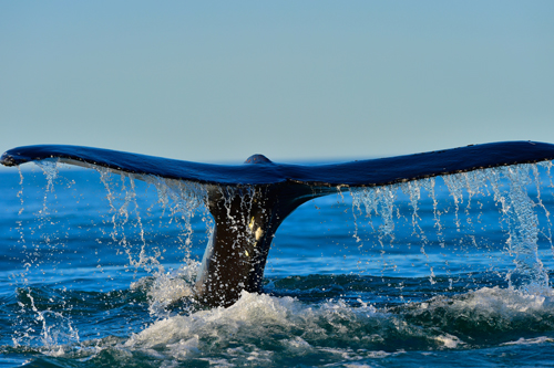 Koen_close fluke