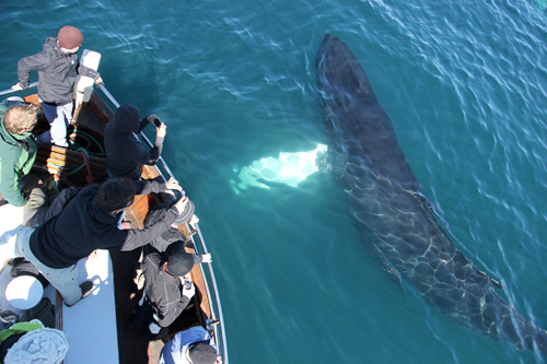 SA_whale under surface