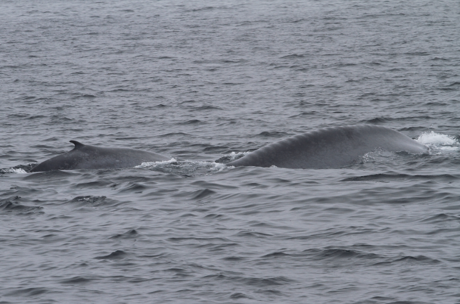 Miro_Blue Whale1 small