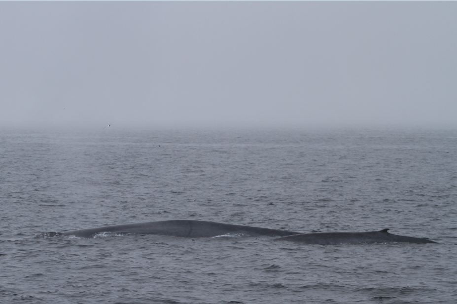 Miro_ Blue Whale2 small