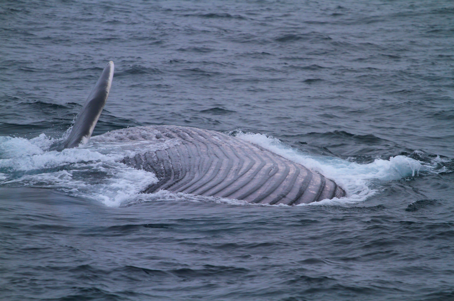 Miro_Blue Whale4 small
