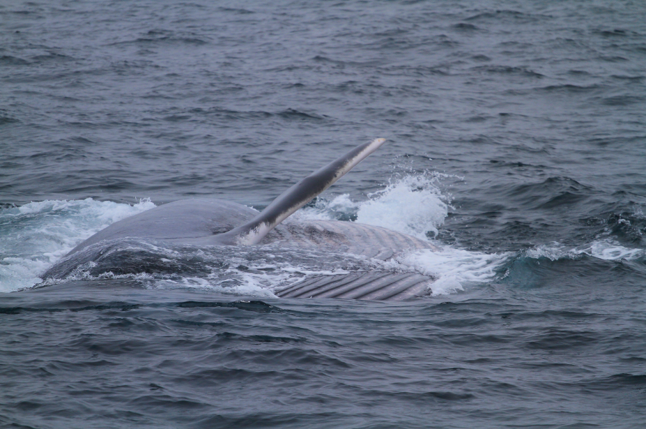 Miro_Blue Whale5 small