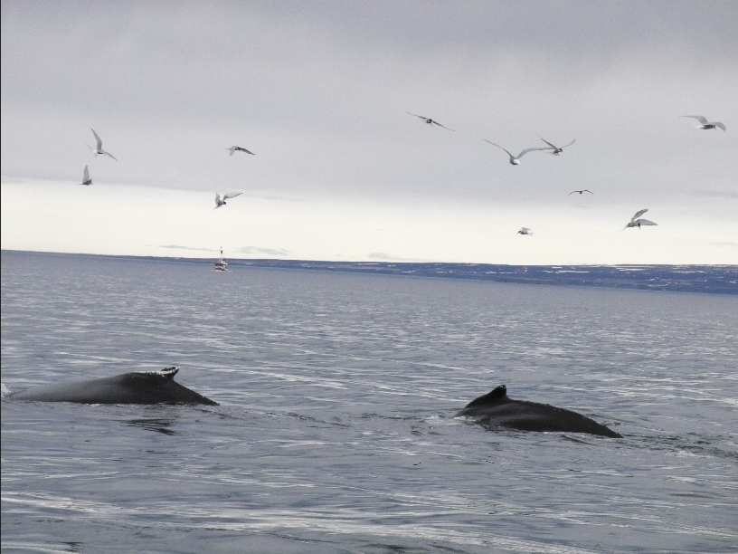 Sandra_two humpbacks