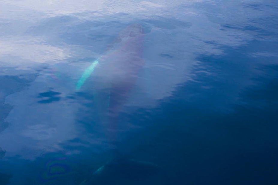 Aksel_Humpback under water2_small
