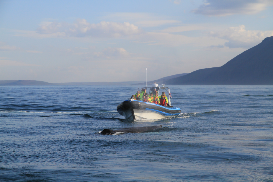 SA_Whale in front of AK