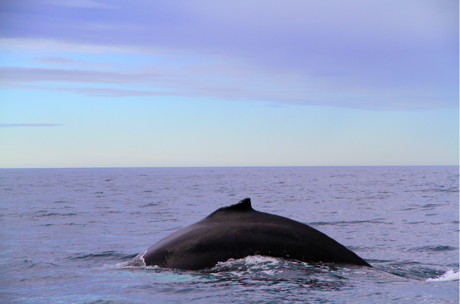 SA_humpy humpback_small