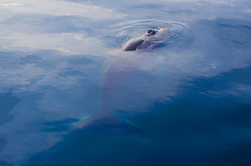 Aksel_Humpback under water1_small