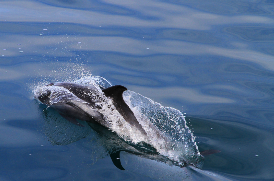 SA_Dolphin close_small