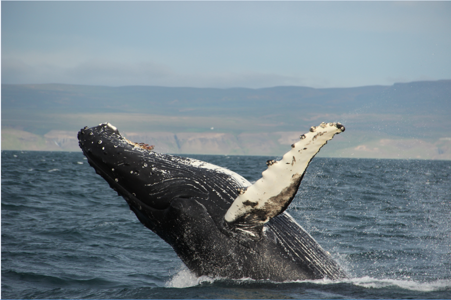 SA_acrobatic whale_small