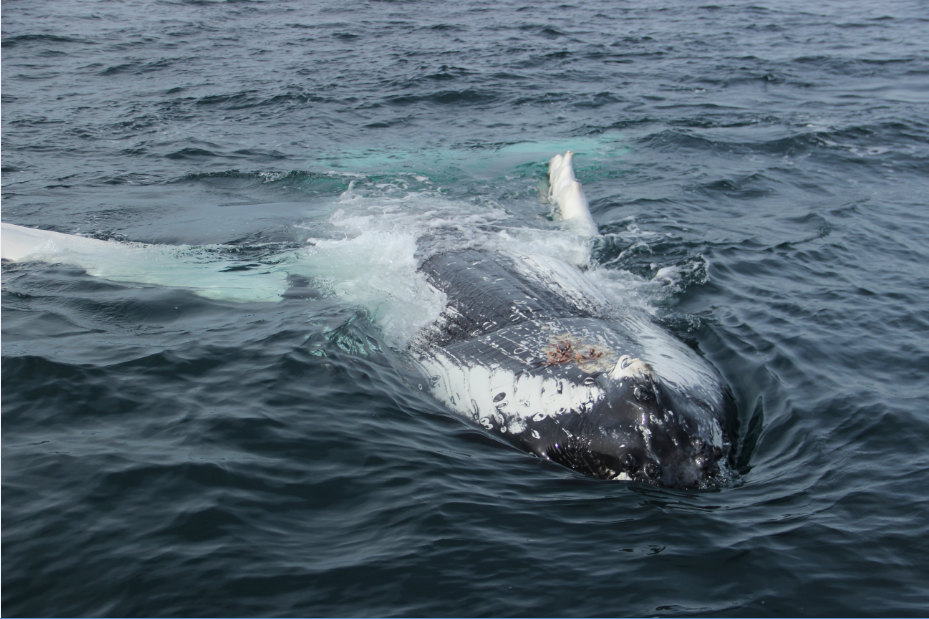 SA_Sunbathing Humpback2_small