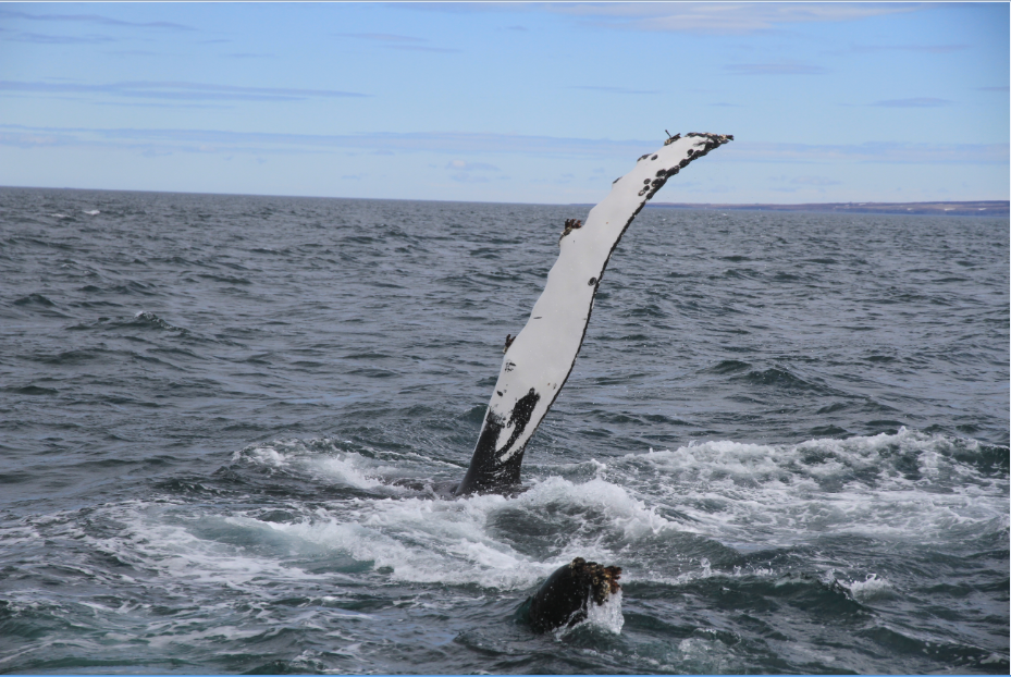 SA_Sunbathing Humpback1_small