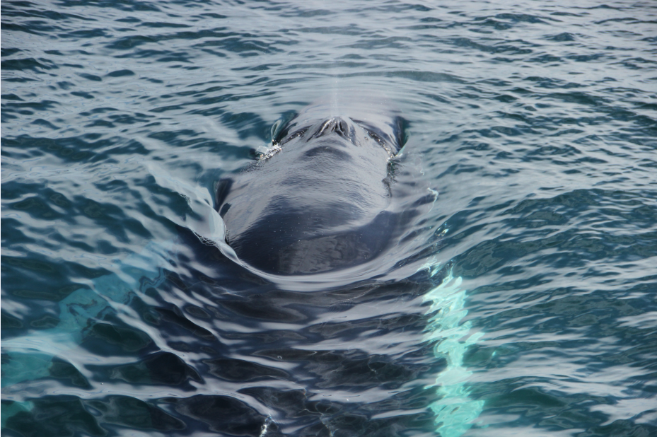 SA_calm humpback_small