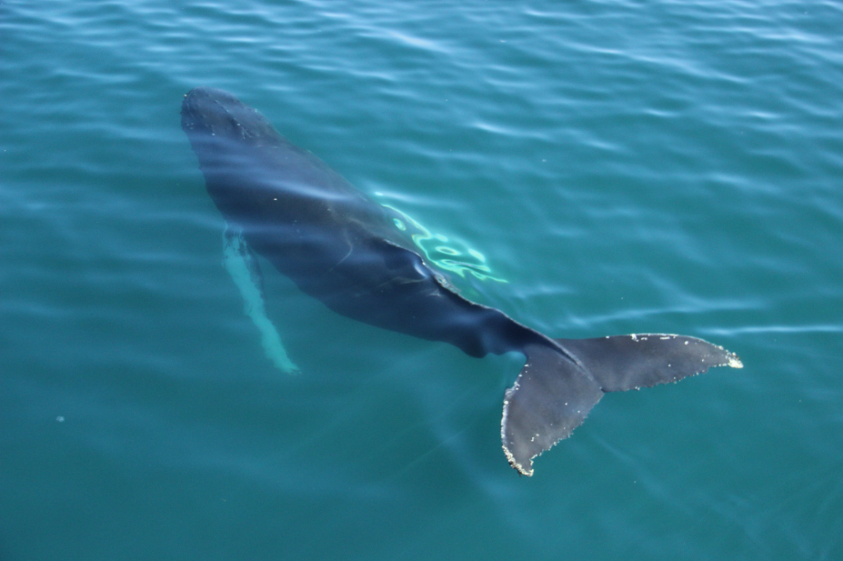 SA_whole humpback