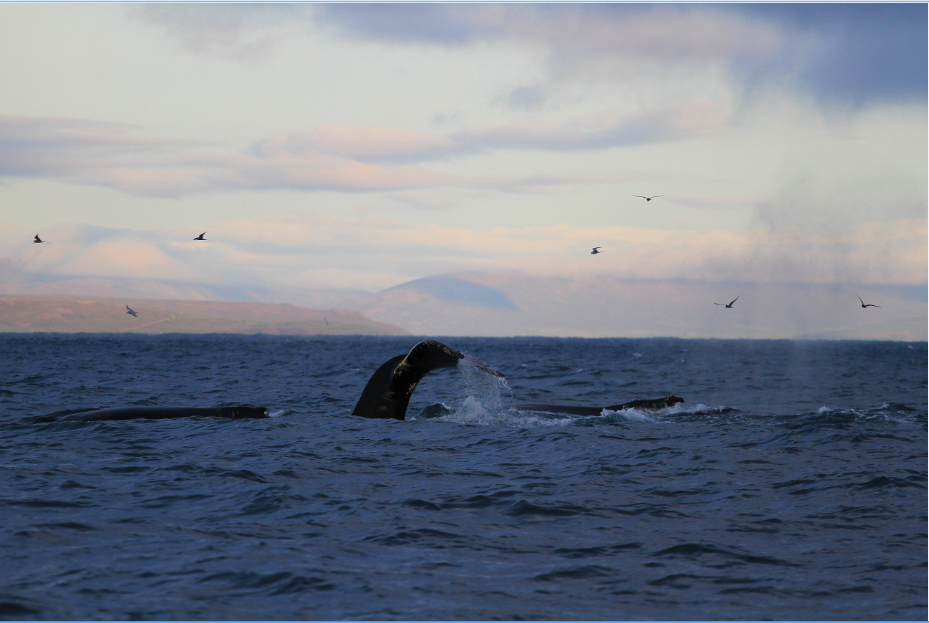 SA_3Whales_small