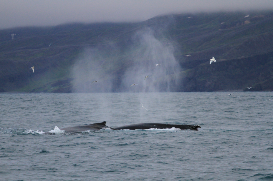 SA_Two humpbacks with mountains_small