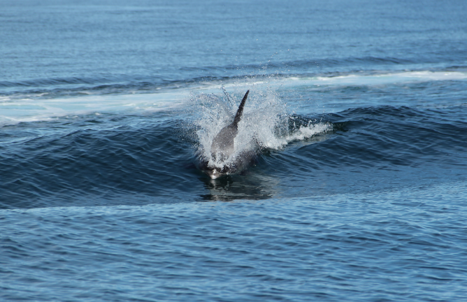 SA_Dolphin Bow riding